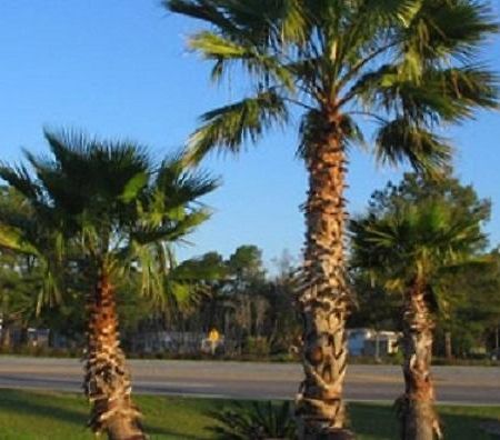 Oasis Lodge - Carrizo Springs Екстериор снимка